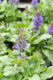 Salvia 'Blue Marvel', Meadow Sage, perennial, full sun, Merrifield Garden Center