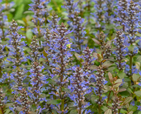 Ajuga reptans 'Chocolate Chip', Bugleweed, perennial, groundcover, sun to shade, Merrifield Garden Center