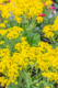Aurinia 'Golden Yellow', Golden Alyssum, perennial, full sun, Merrifield Garden Center