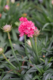 Armeria pseudarmeria 'Dreameria Dream Weaver' Sea Pinks, perennial, full sun, Merrifield Garden Center