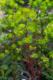 Euphorbia amygdaloides, 'Purpurea', Wood Spurge, perennial, sun to part sun, Merrifield Garden Center