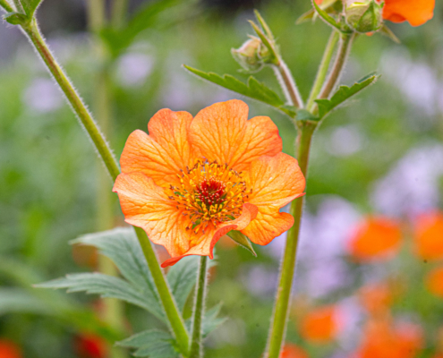 Geum Coccineum 'Totally Tangerine', Avens, perennial, sun to part sun, Merrifield Garden Center