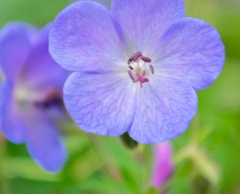 Hardy Geranium 'Johnson's Blue', Perennial, Full Sun