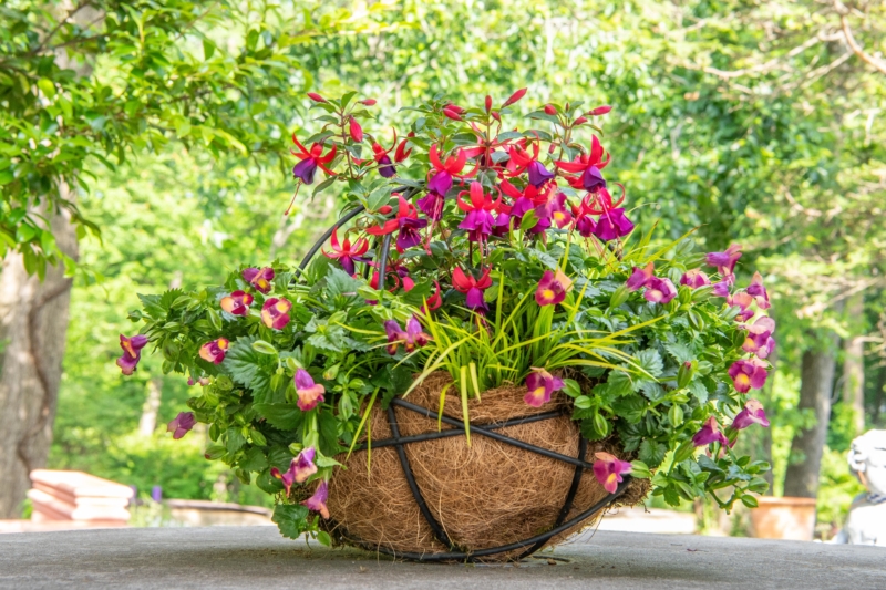 Hanging Basket with Torenia and Fuchsia, Container Garden