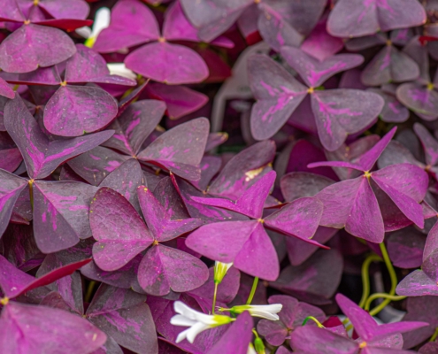 Oxalis 'Charmed Wine', Annual, Part sun to shade, shamrock