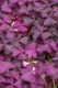 Oxalis 'Charmed Wine', Annual, Part sun to shade, shamrock