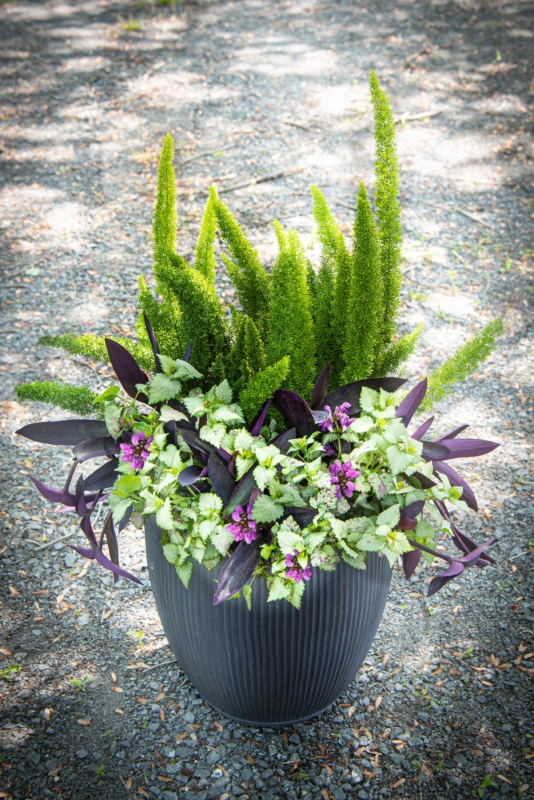 Shade Container: Purple Heart, Deadnettle (Lamium) and Foxtail Fern