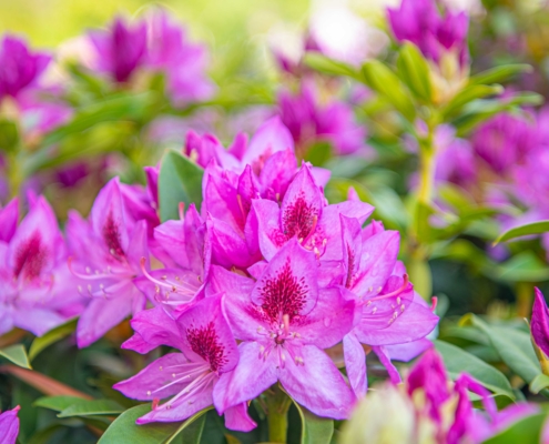 Rhododendron, Shrub