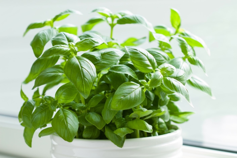 Basil in Container