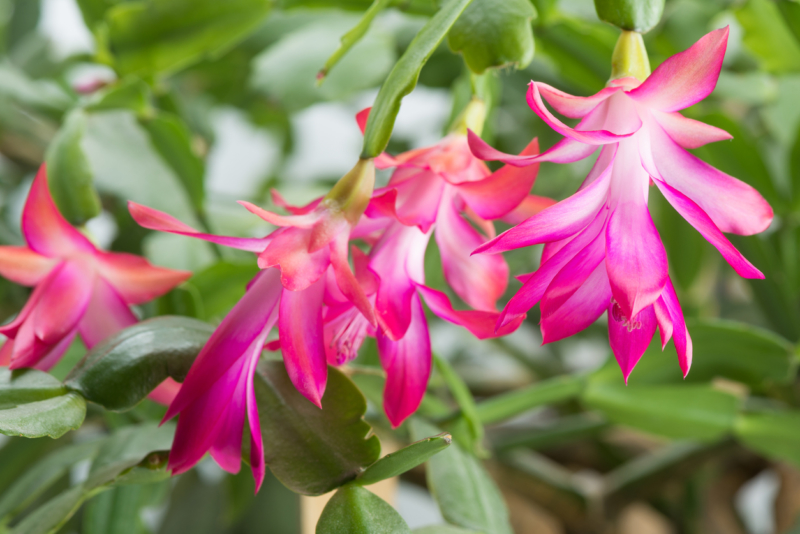 Christmas Cactus, greenhouse