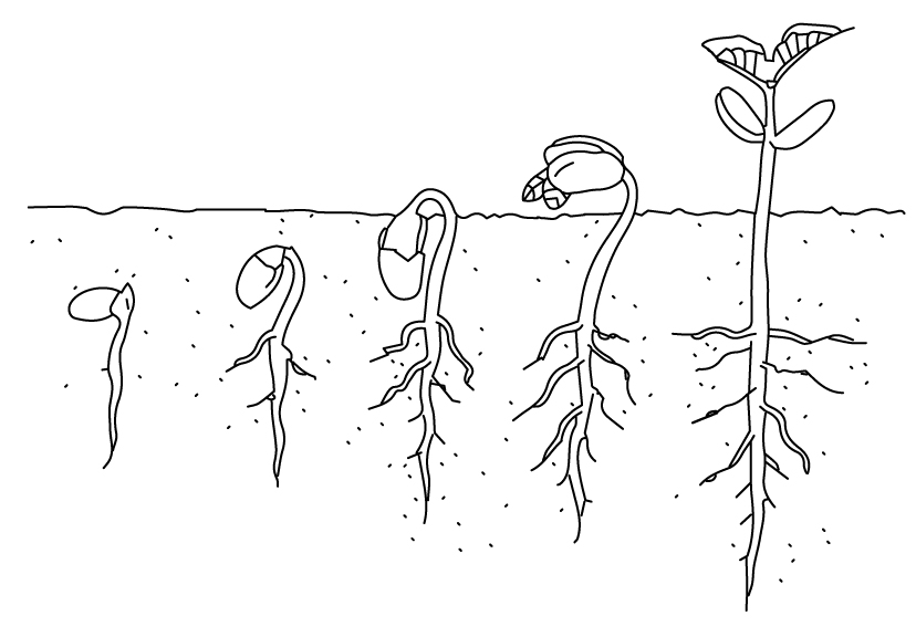 Seed-Starting-Coloring-Page