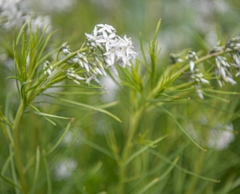 Amsonia hubrichtii, Perennial