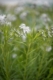 Amsonia hubrichtii, Perennial