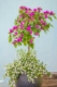 Summer Container with Bougainvillea, Bacopa and Lobelia