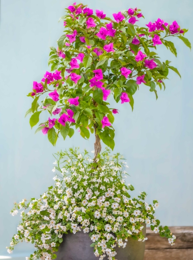 Summer Container with Bougainvillea, Bacopa and Lobelia