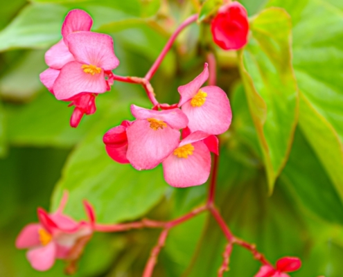 Dragon Wing Begonia, Annual