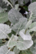 Dusty Miller, Annual