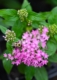 Pentas with Bee, Annual