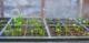 Seed Starting Seedings indoors in witner