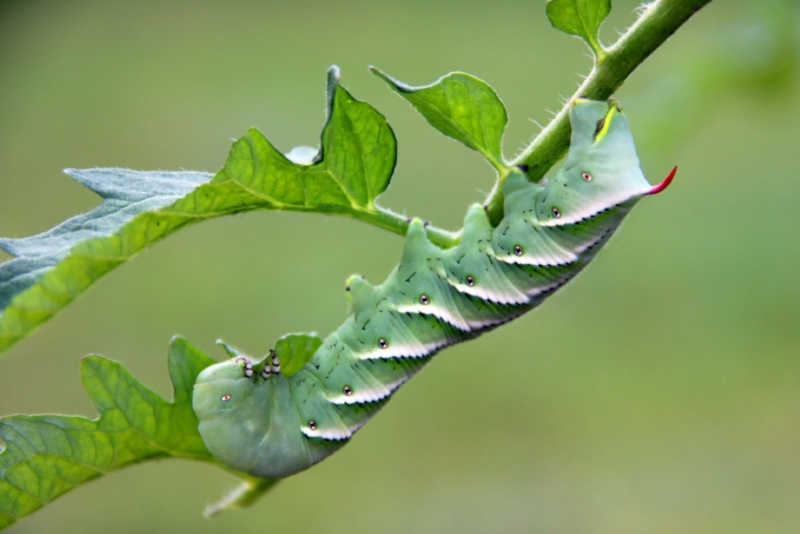 Tomato Hornworm, Pest