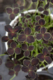 Trifolium, Clover, Annual