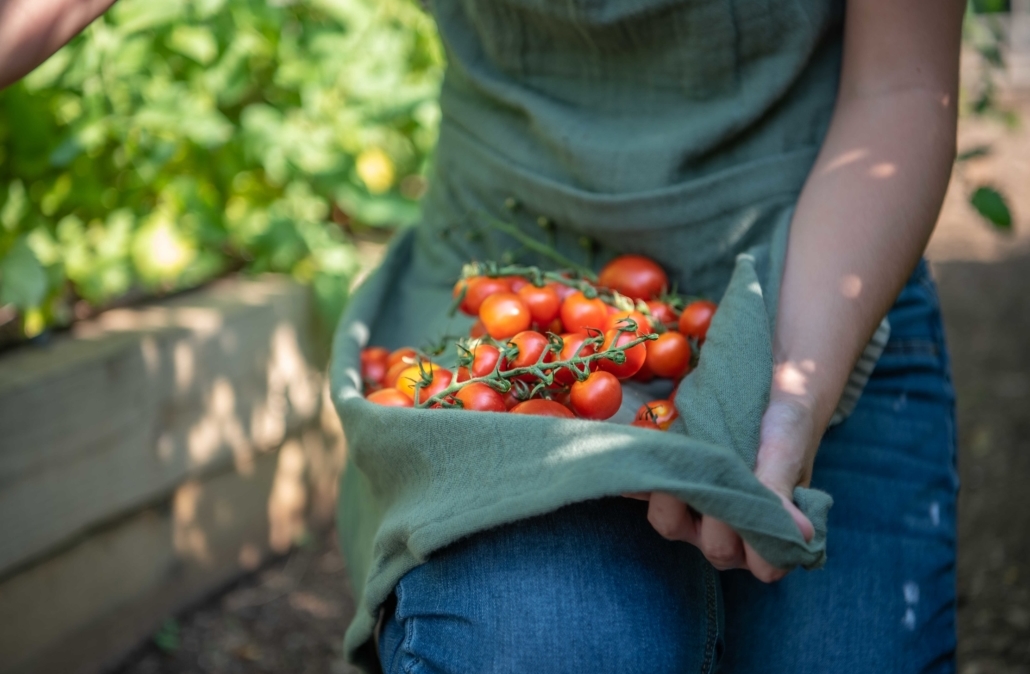 Cherry Tomatoes, Summer Vegetables