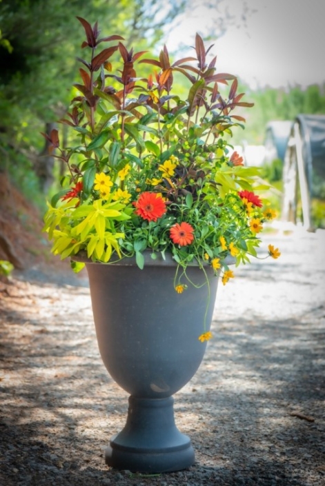 Spring Sun Container with Beardtongue, Hypericum, Brigadoon, Bidens, Gerbera Daisy, Euphorbia