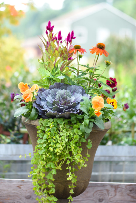 Fall Container with Cabbage, Coneflower, Celosia and Pansy