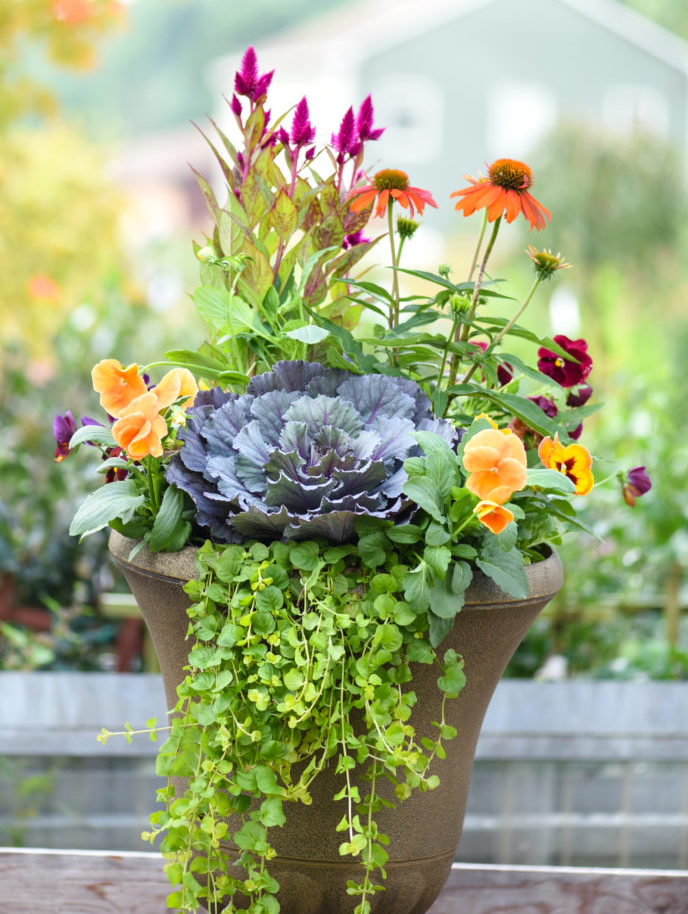 Fall Container with Cabbage, Coneflower, Celosia and Pansy