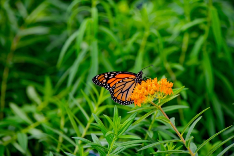 Monarch Butterfly on Ascplepias