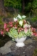 Shade Container Garden with Bishopweed, Caladium, Begonia