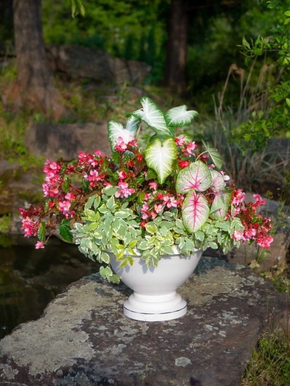 Shade Container with Caladium Begonia and Bishopweed