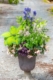 Perennial Shade Container: Hosta, Japanese Holly Fern, Jacob's Ladder, Foam Flower, Heuchera & Annual Begonia,