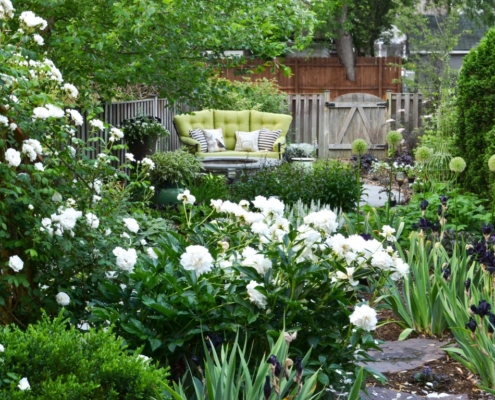 Townhouse Garden Bed with Roses, Allium and Iris, Landscape Design