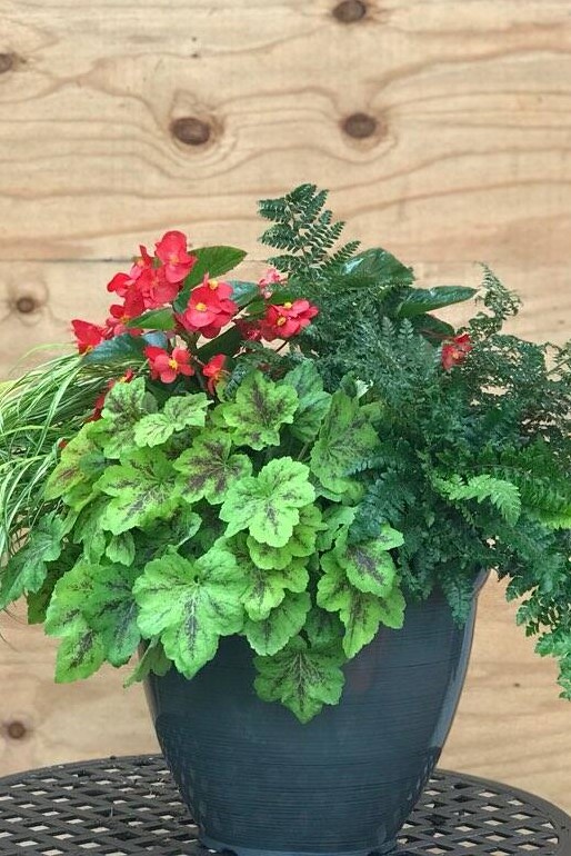 Shade Container with Begonia, Fern and Heuchera