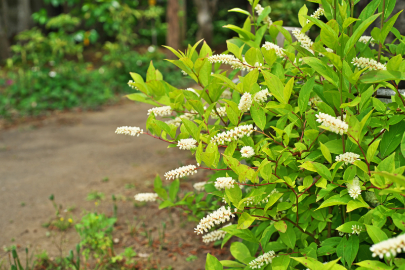 Sweetspire native shrub