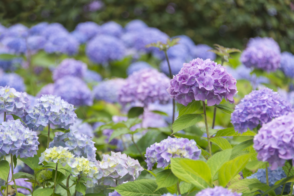 Hydrangea Identification and Care Guide - Merrifield Garden Center