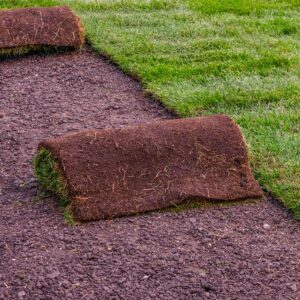 Fescue Sod (2' x 5' pieces)