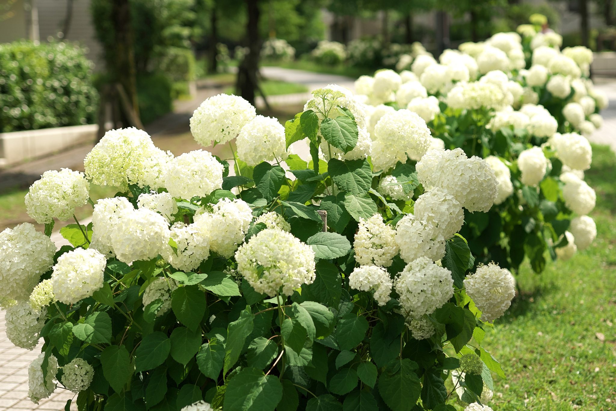 Hydrangea Identification and Care Guide - Merrifield Garden Center
