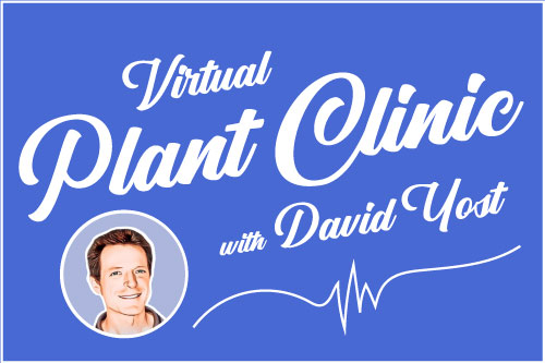 Virtual Plant Clinic – Summer Rose Care