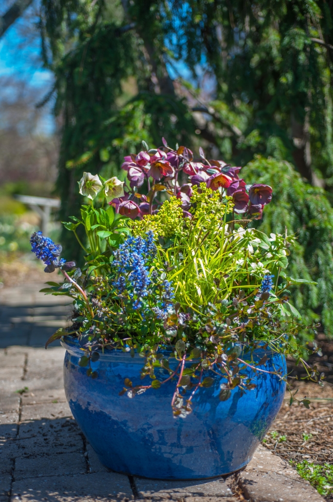 Sun Container for Spring