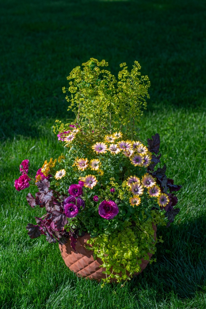 Sun Container for Spring