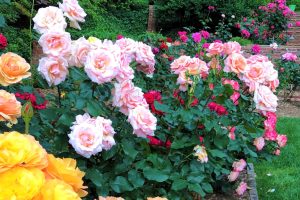 Arlington Rose Foundation Annual Auction and Rooting Workshop