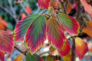 Fall Foliage Tour