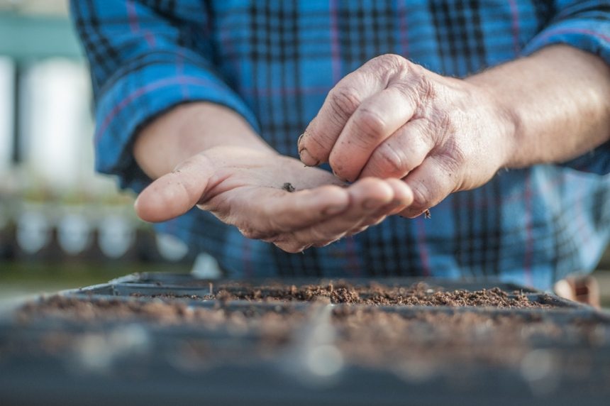 Starting from seed