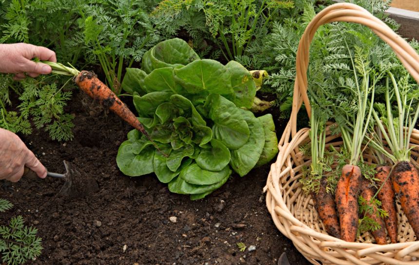 Starting Your Fall Seeds