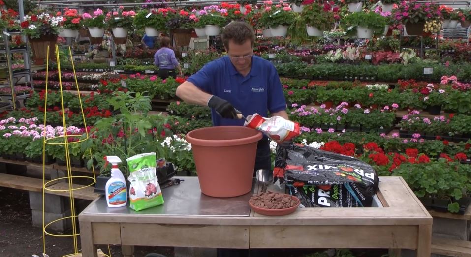 Growing Tomatoes in Containers: A Video Tutorial
