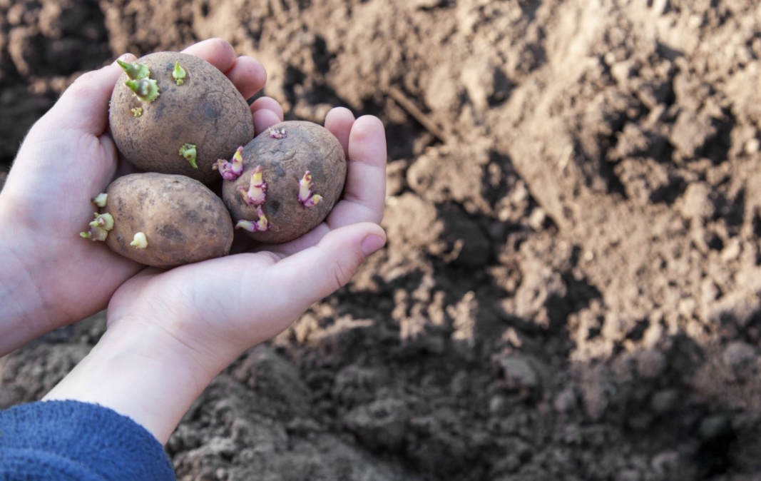 How to Start a Vegetable Garden with Your Family