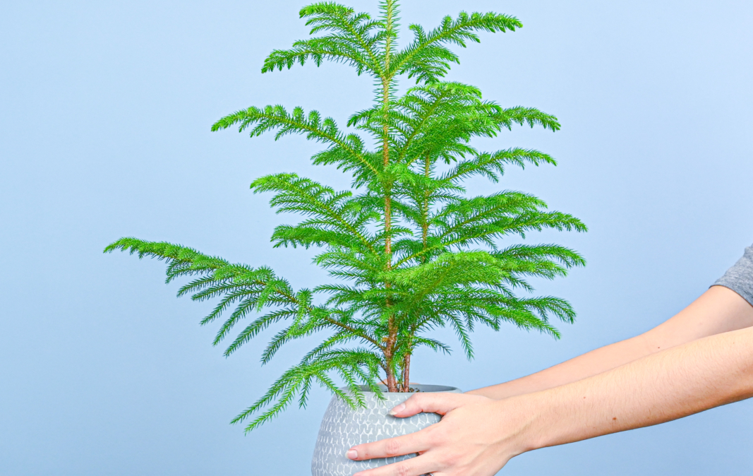 Norfolk Island Pine Care Guide