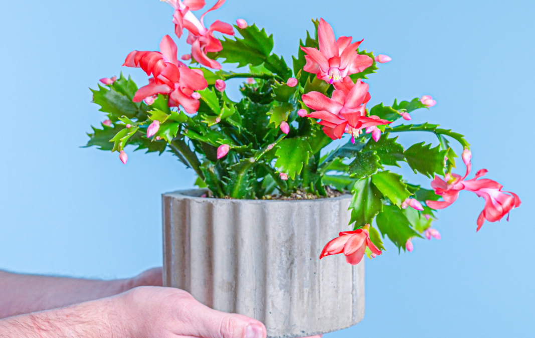 Holiday Cactus Care Guide